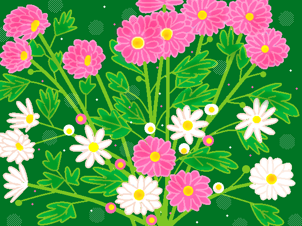 小菊の花  by ヤッホー 600 x 450