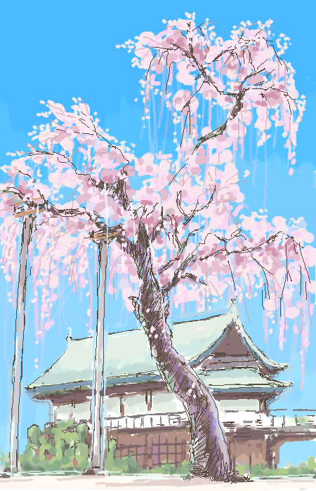 「しだれ桜」イラスト/scramb9242018/03/28 0:27