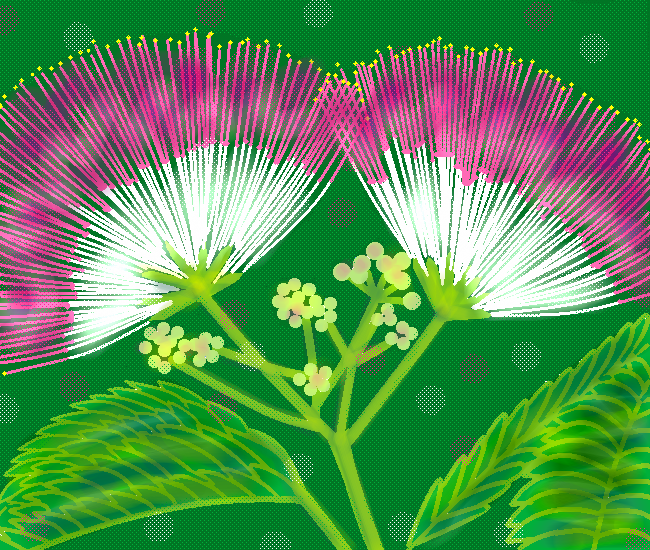 ねむの木の花   by ヤッホー 650 x 550