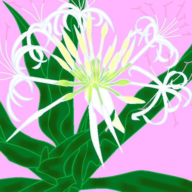 ハマユウの花  by ヤッホー 650 x 650