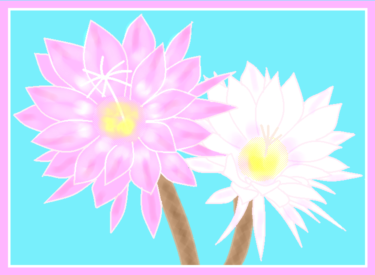 サボテンの花   by ヤッホー 750 x 550