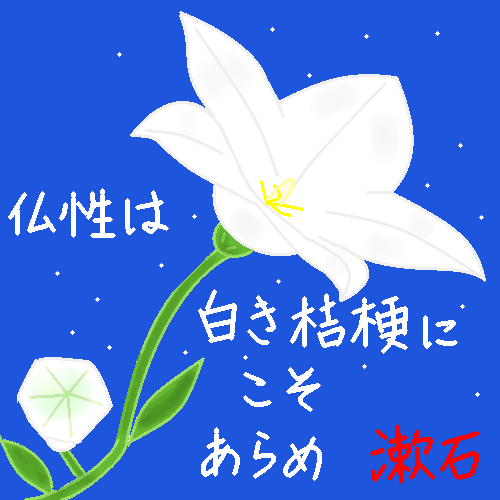 「白い桔梗」イラスト/ヤッホー2018/09/21 9:15